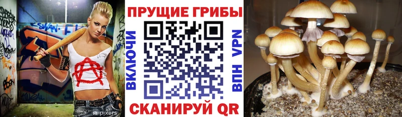 даркнет сайт blacksprut tor Псилоцибиновые грибы мицелий Омск